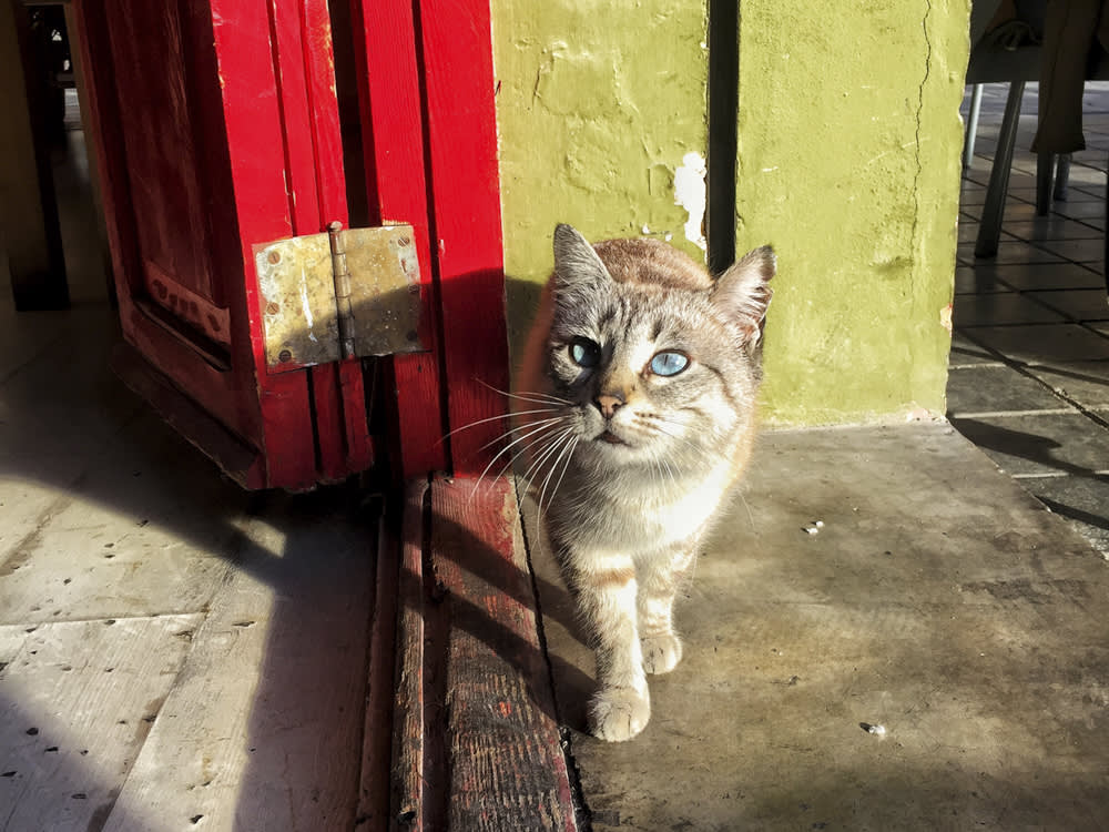 What Is TNR?  How TNR Is Helping Stray Cats · The Wildest