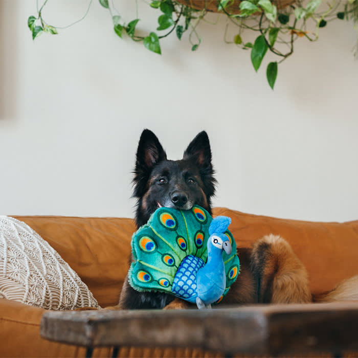dog with stuffed peacock themed toy in its mouth