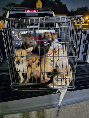 Over 30 dogs rescued from animal hospital.