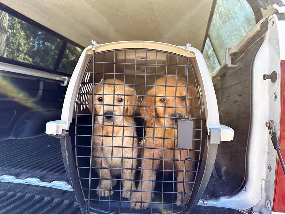 2 Golden Retriever puppies in a crate