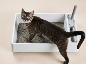 Cat with blue eyes stepping into Tuft and Paw Cat Litter Box