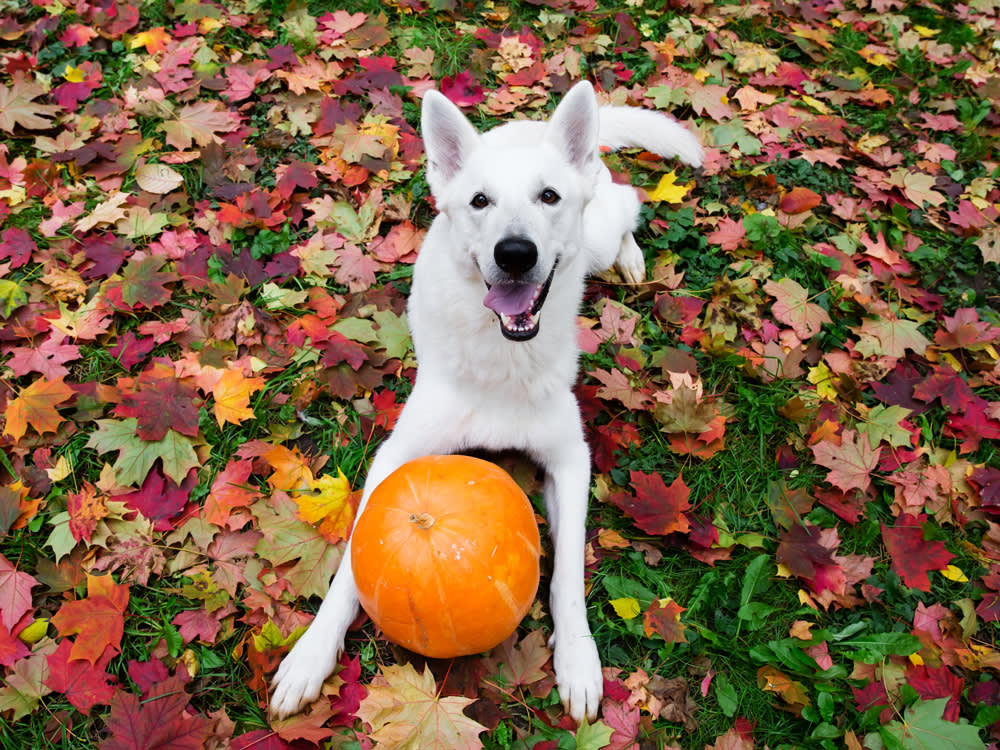 White dog sits on a pile of leaves in front of a pumpkin
