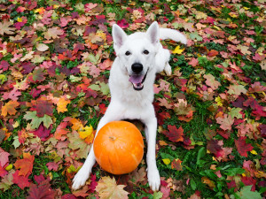 White dog sits on a pile of leaves in front of a pumpkin