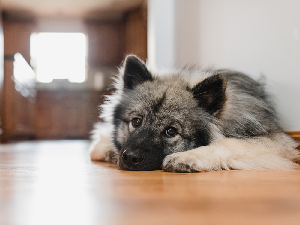 A brown-and-black dog lies on the floor in a house.