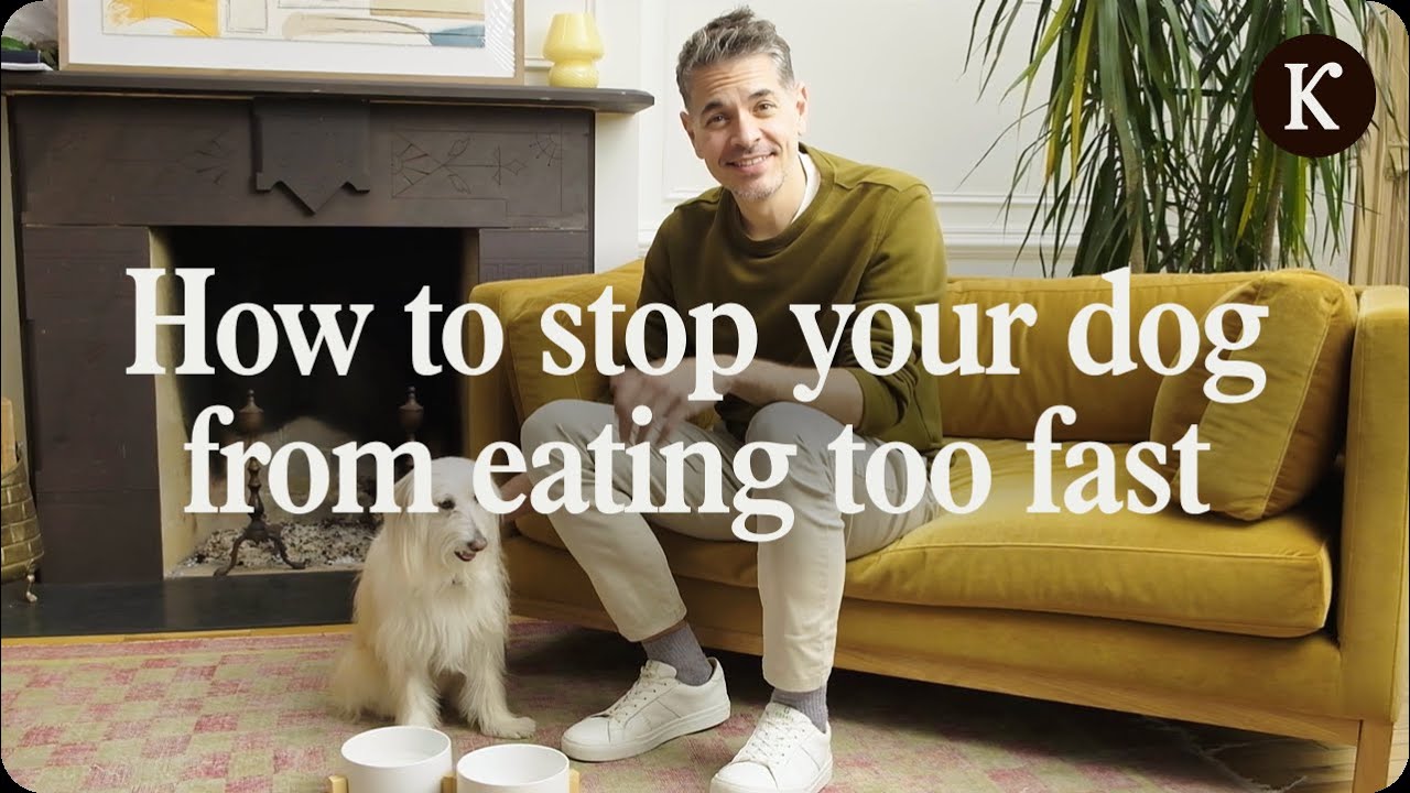 Easy Tricks to Slow Down Your Dog's Eating