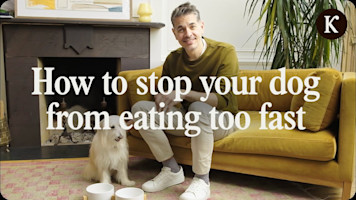 Easy Tricks to Slow Down Your Dog's Eating
