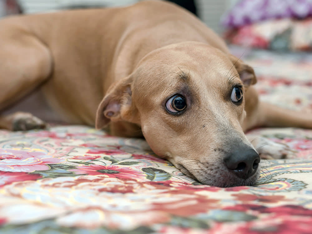 Scared dog laying on the bed at home.
