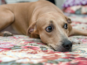 Scared dog laying on the bed at home.