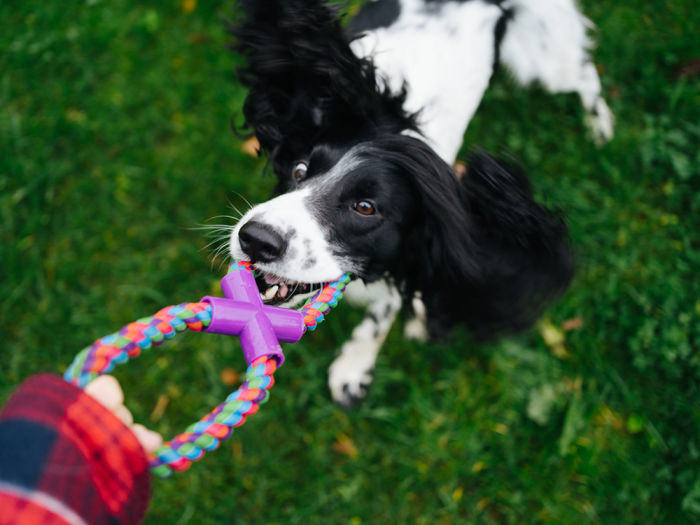 person playing tug with dog