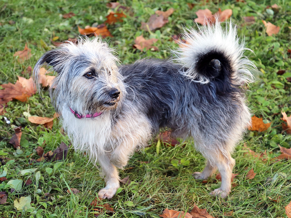 Little dog lifting paw outside.