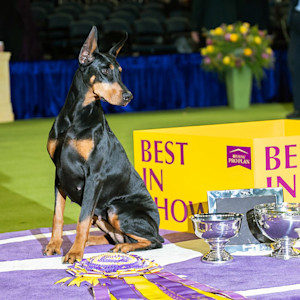 Penny, Doberman Pinscher (4 y/o), 150th Westminster Kennel Club Dog Show, New York, NY