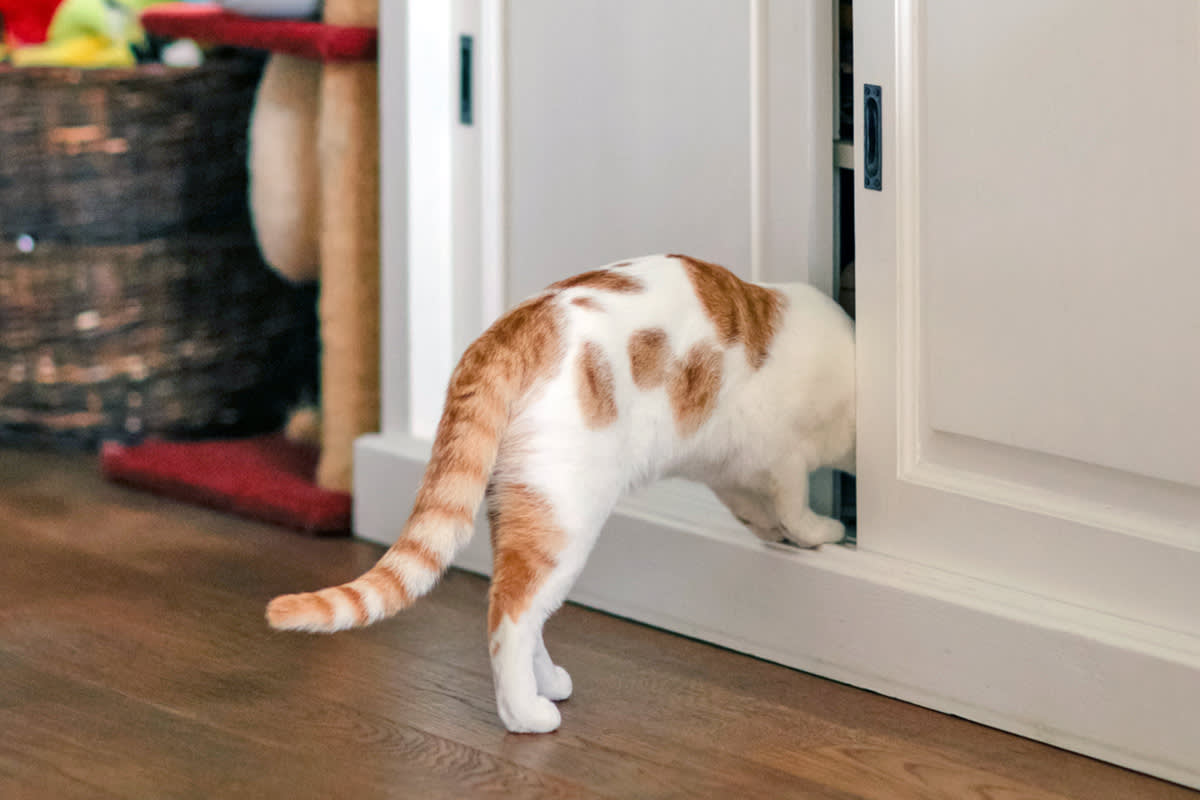 cat sneaking through a doorway