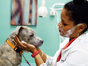 Dr. Joya, a vet, wearing a clear plastic mask and holding a gray dog with mange's head in her hands in the vet office