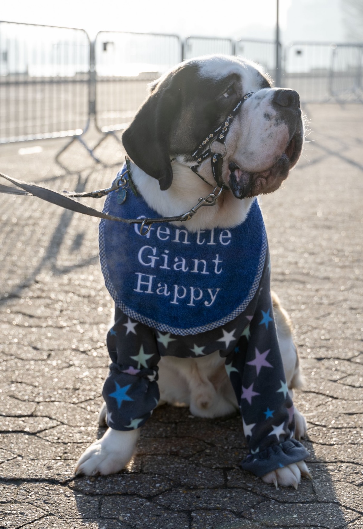 a picture of a huge dog wearing a blue bib