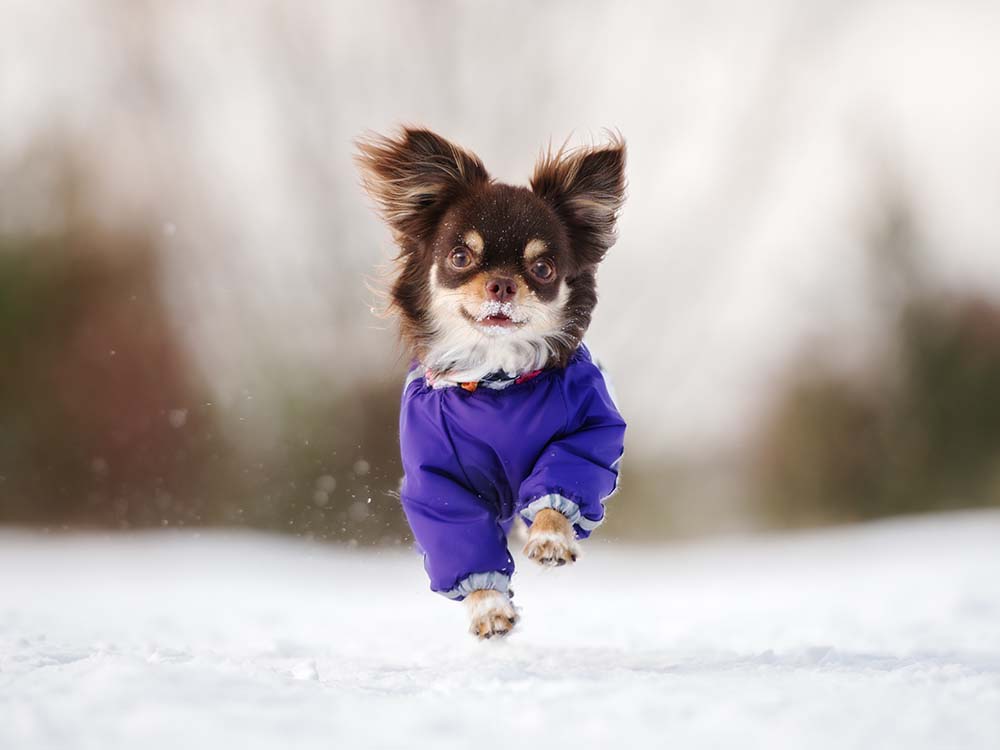 Happy Chihuahua dog running outdoors wearing blue jacket in winter snow