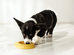 black and white Corgi puppy eating out of a yellow dog bowl 