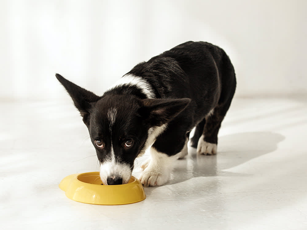 black and white Corgi puppy eating out of a yellow dog bowl 