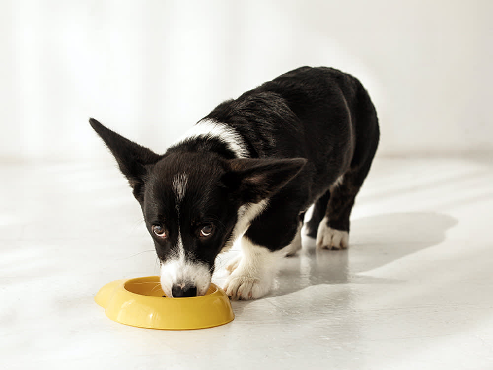 black and white Corgi puppy eating out of a yellow dog bowl