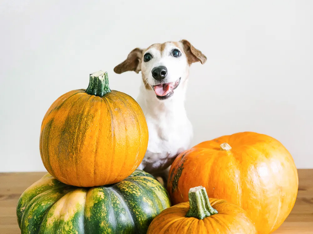 a dog posing with two pumpkins