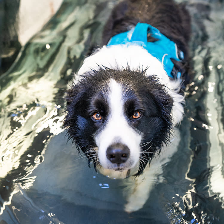 what is water therapy for dogs