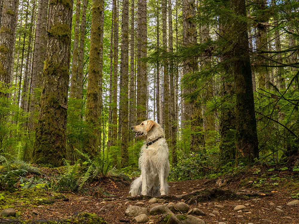 A dog sitting in the woods surrounded by lush fern.