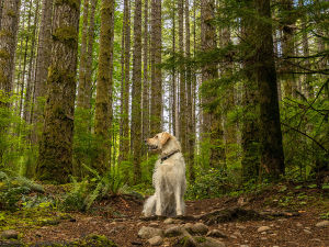 A dog sitting in the woods surrounded by lush fern.  