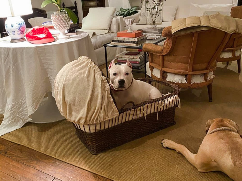 pia baroncini dog in bassinet