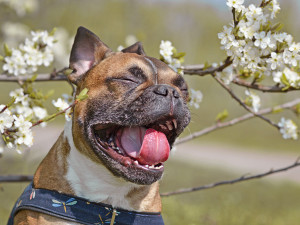 A dog sneezing near a blossoming tree. 