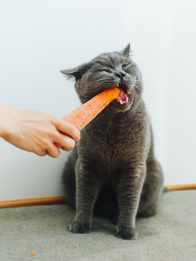 Crop hand holding carrot and feeding cat