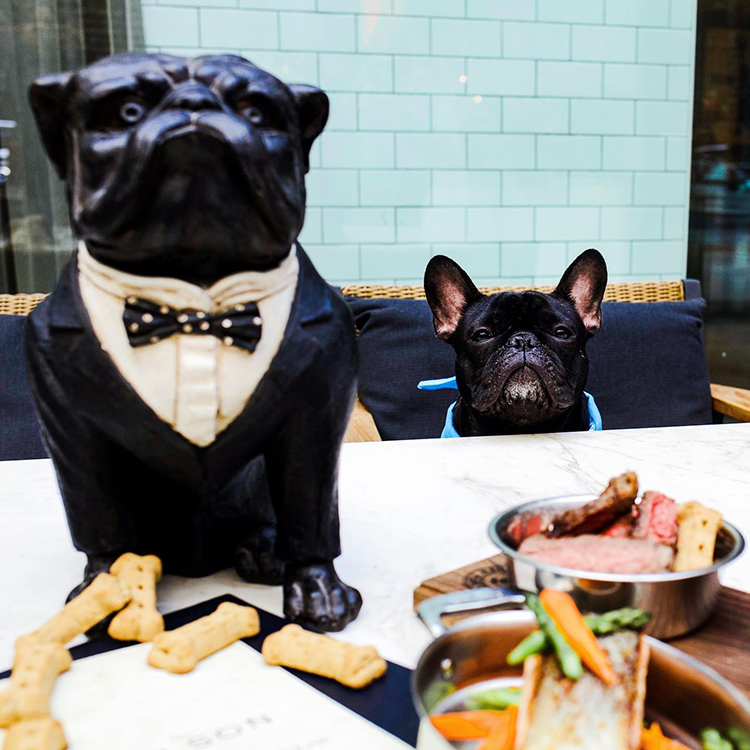 dog at the wilson looking at food 