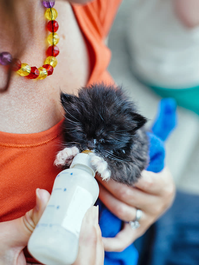 Woman bottle feeding kitten.