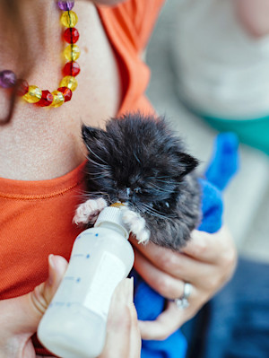 Woman bottle feeding kitten.