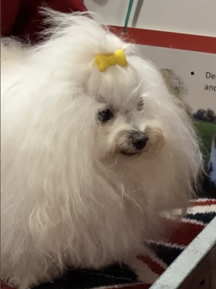 fluffy white dog with yellow hair clip