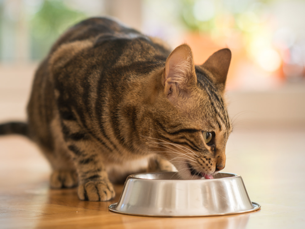 Cat eating out of metal bowl 