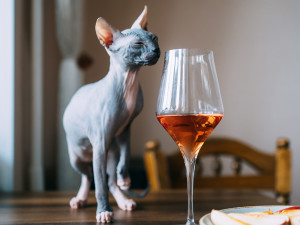 Grey Sphynx cat with glass of wine