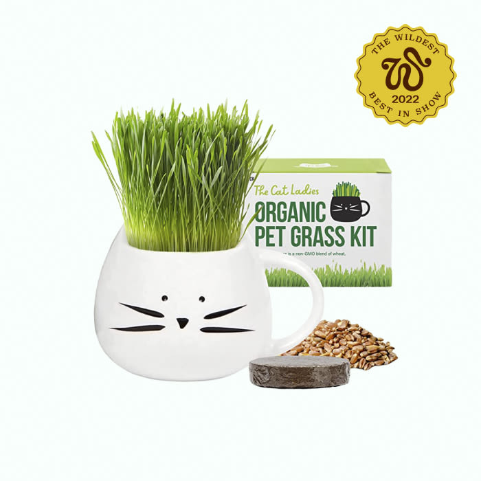 cat grass grow kit in white pot