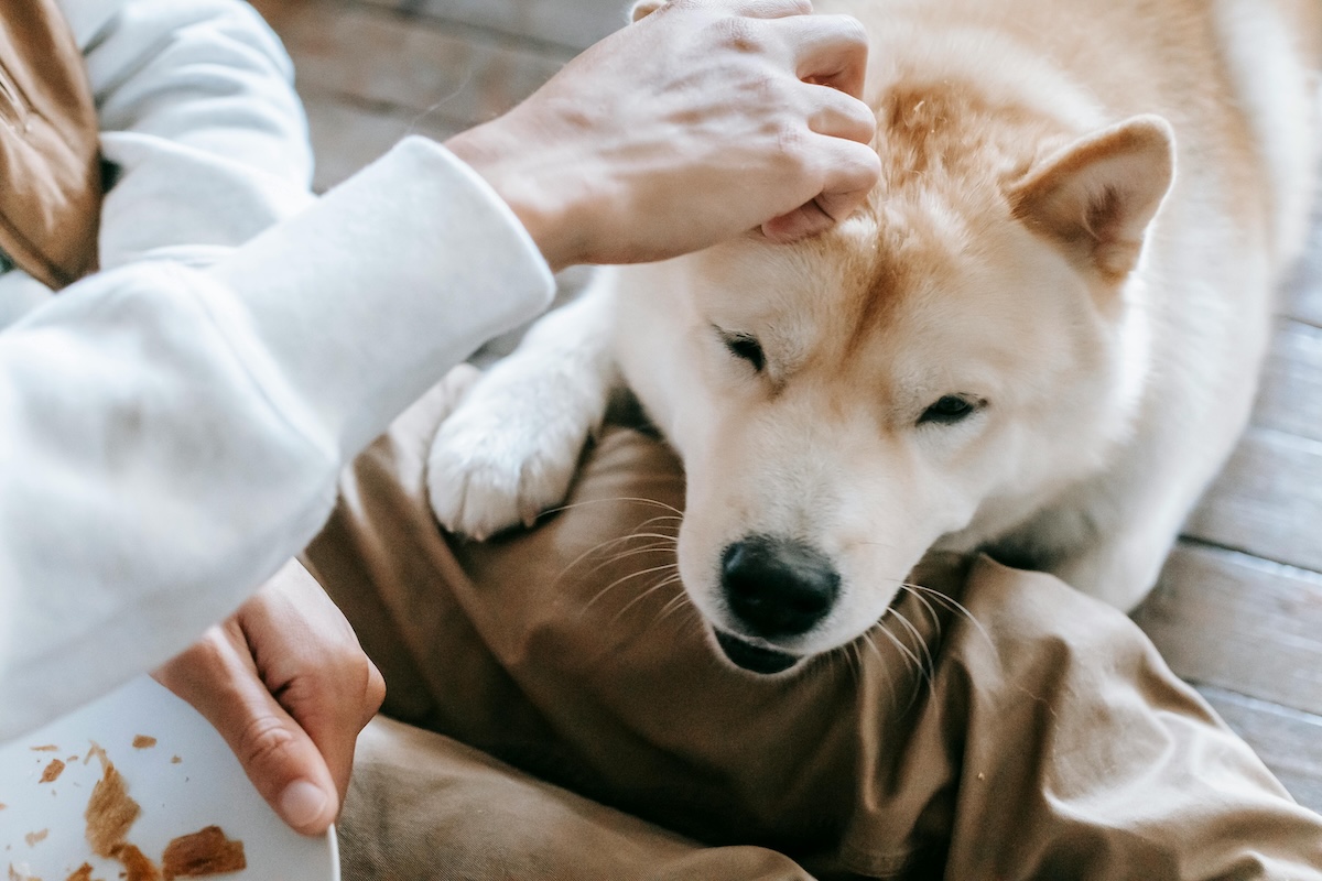 a picture of a white akita with their paw up on their pet parents leg