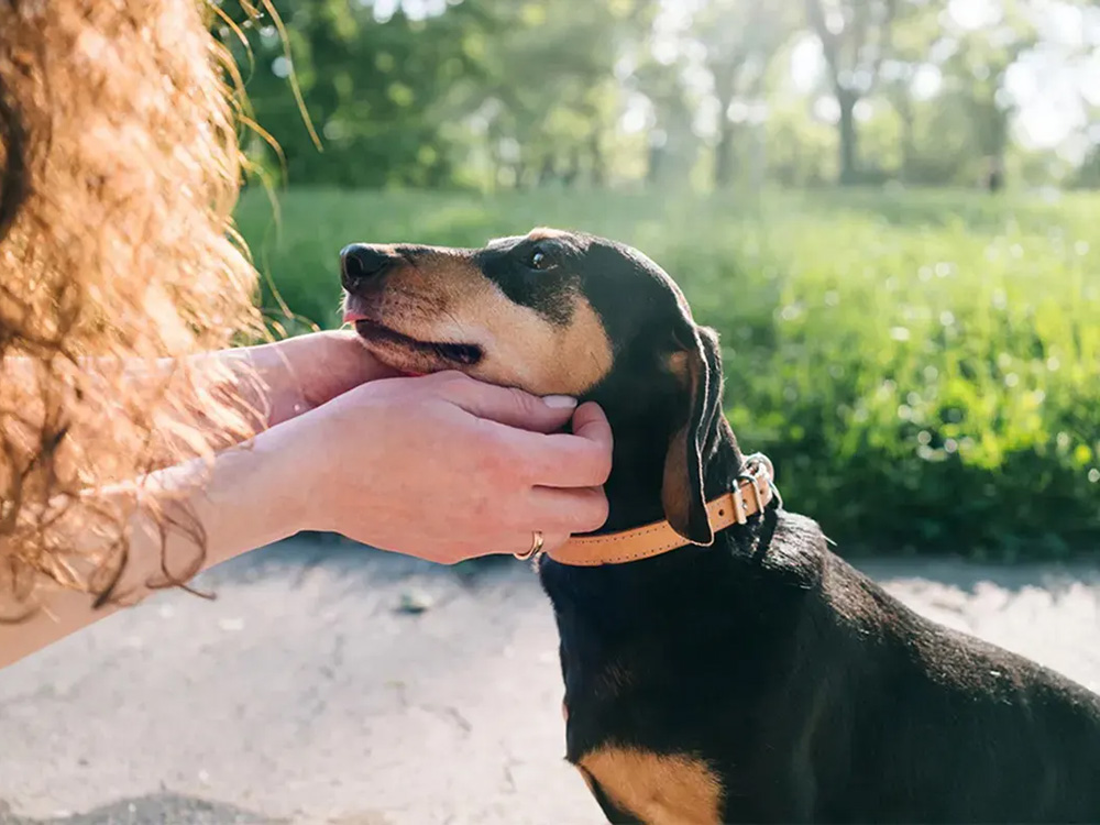 A small black-and-brown dog looks up at the long-haired woman petting them.
