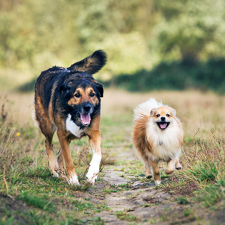 Two very different dogs running outside.