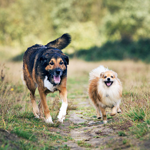 Two very different dogs running outside.