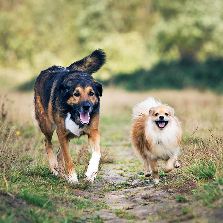Two very different dogs running outside.