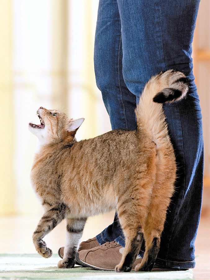 Cat meowing at someone's feet at home.