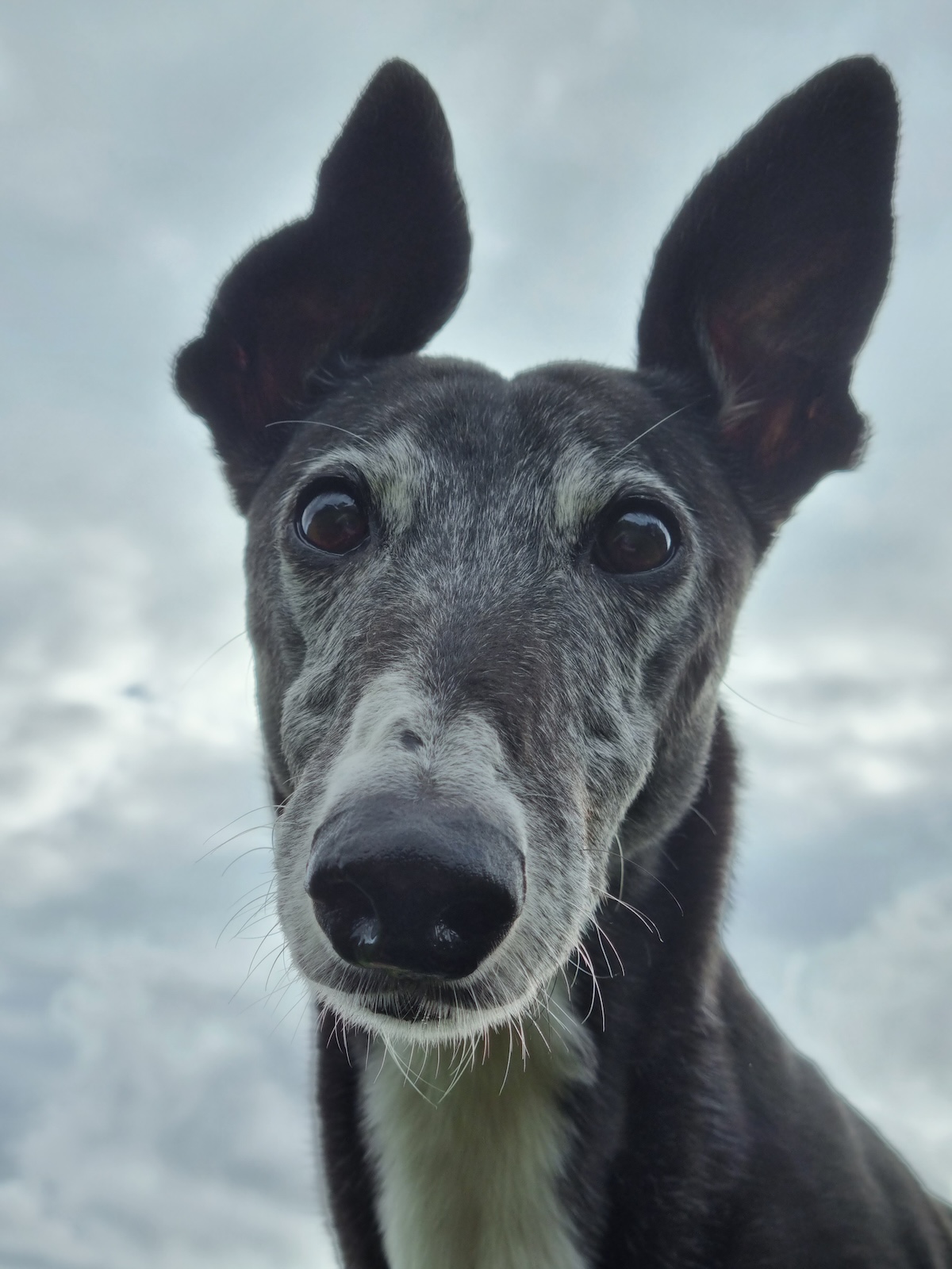 a picture from below of a greyhound's head looking down at the camera