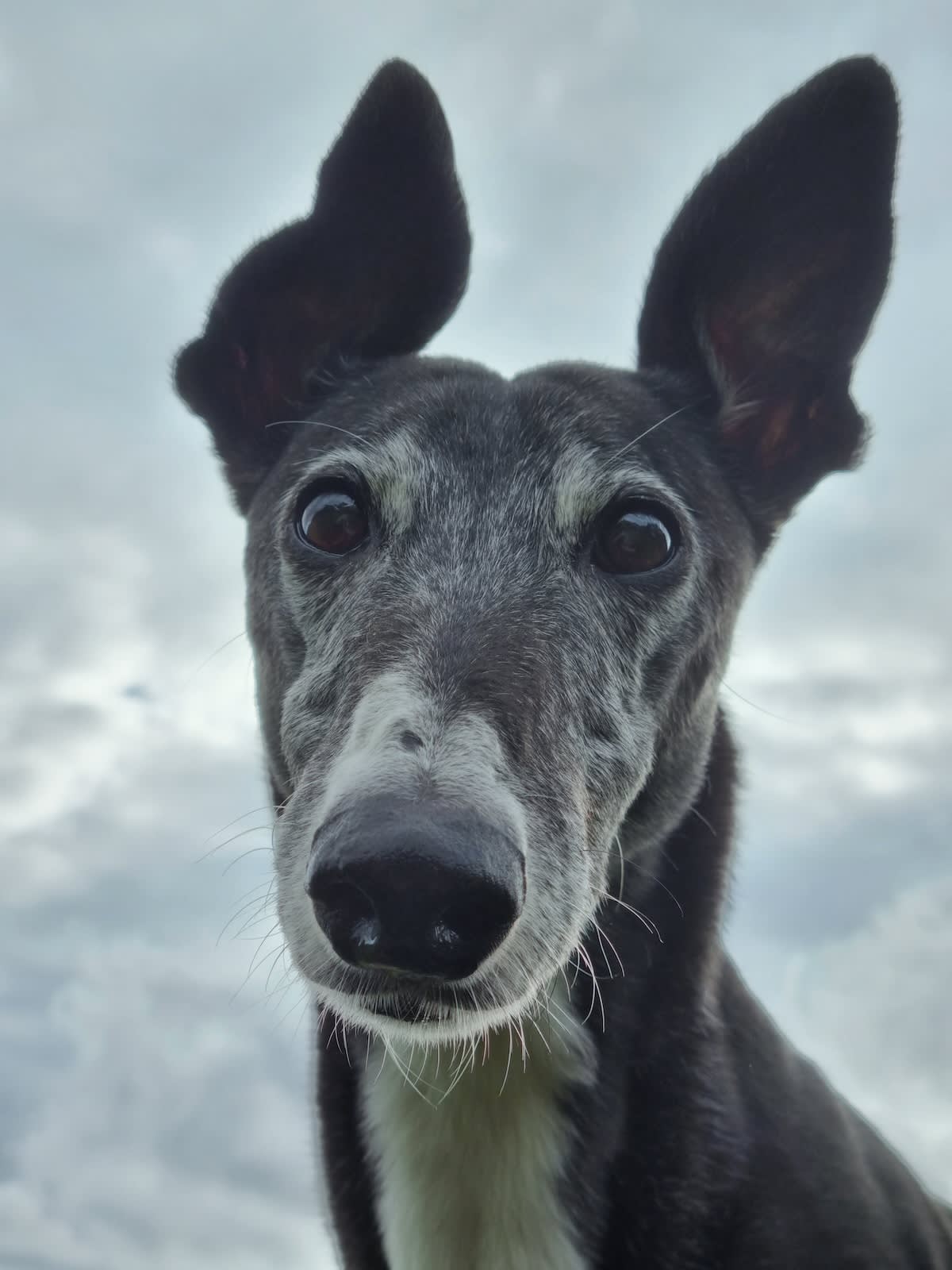 a picture from below of a greyhound's head looking down at the camera