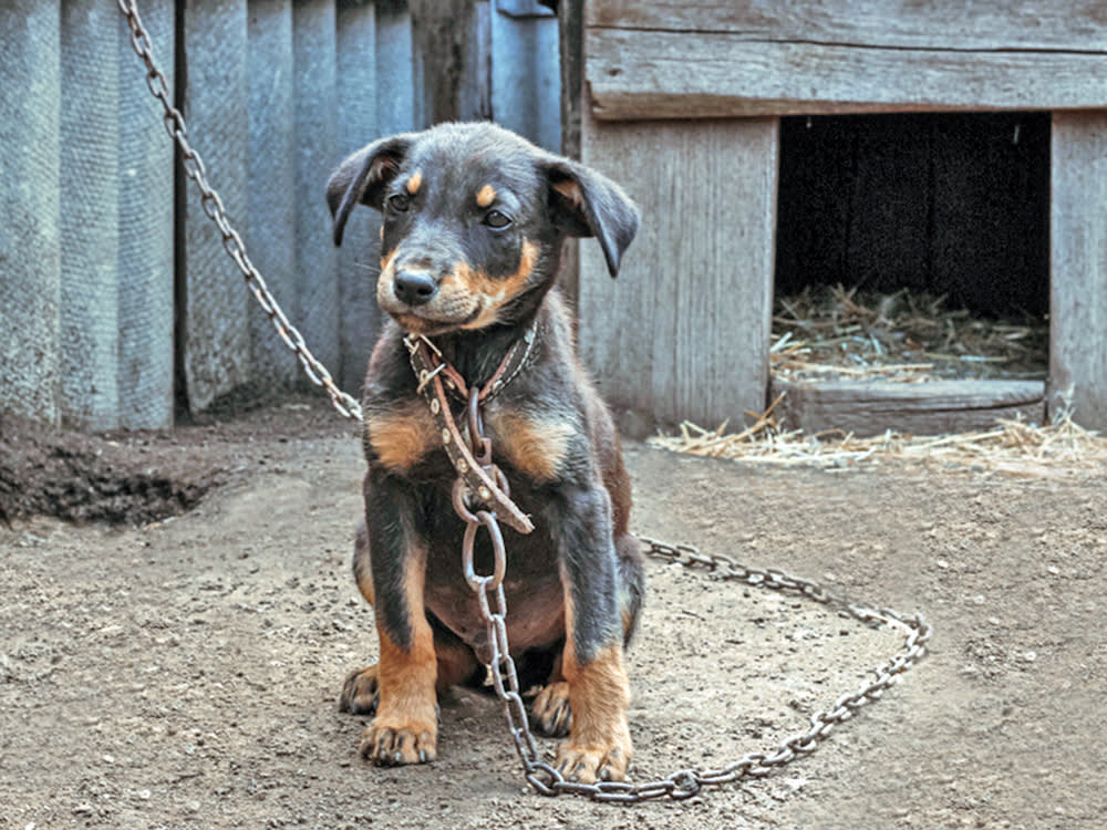 Sad puppy chained up outside alone.
