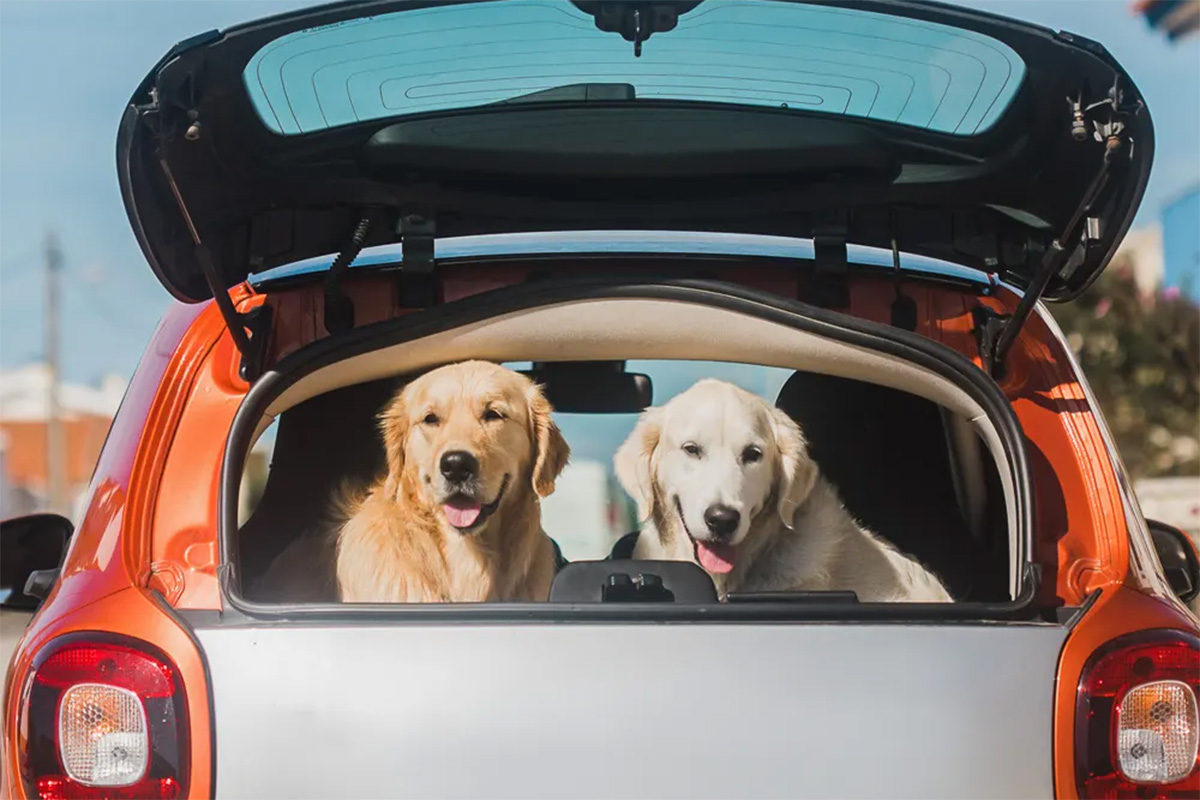Two Golden Retriever dogs in a car