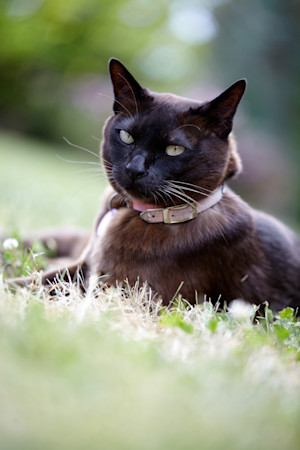 Brown cat sitting outside in the grass.