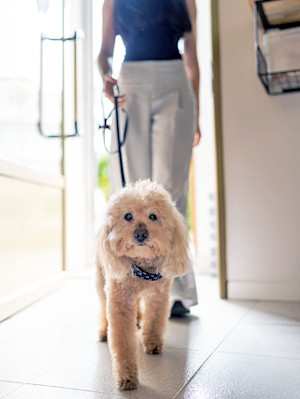 Woman walking dog back into the house.