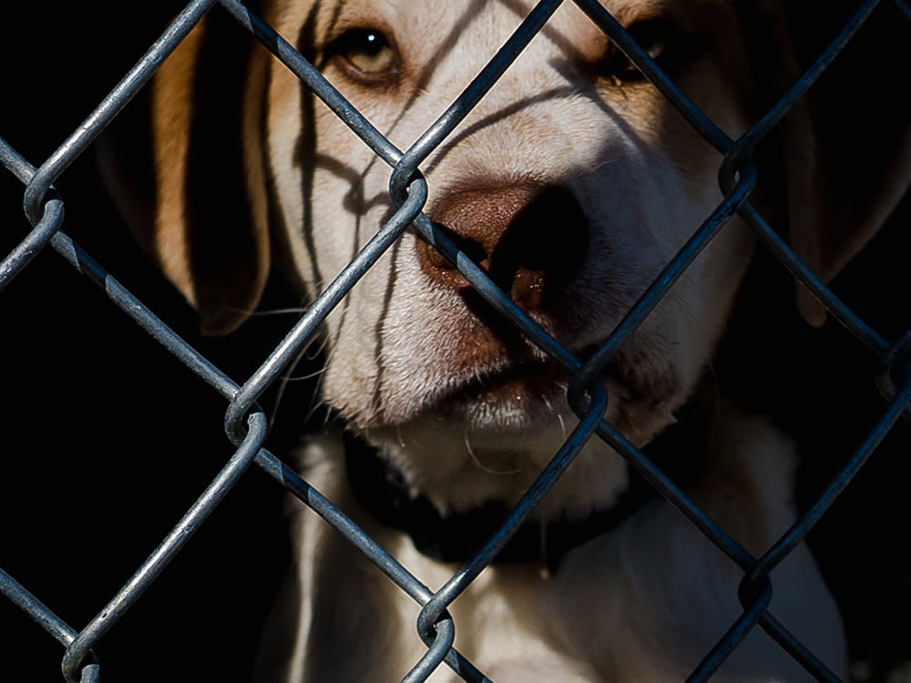 a dog looks out from behind a chain link fence 
