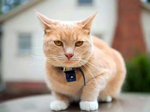 Cat wearing a collar camera.